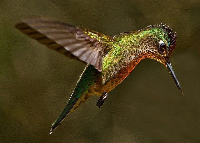 A green-backed firecrown.